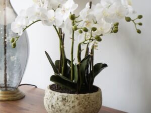 Orchid Arrangement in Stone Pot
