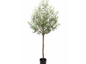 Olive Tree