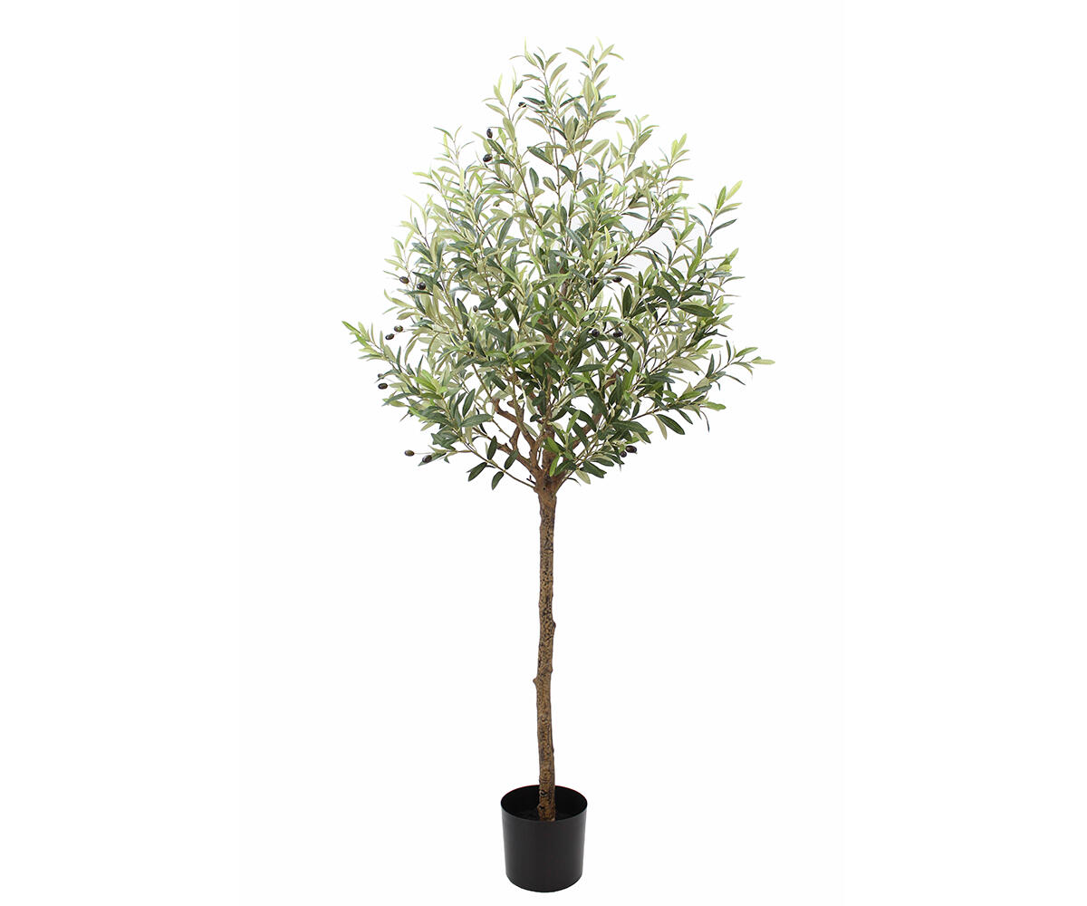 Olive Tree