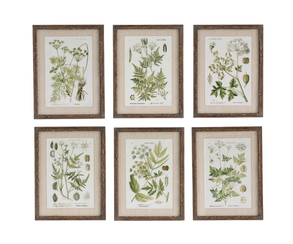 NSJF2407-framed botanical study WEB